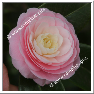 Camellia Japonica 'Sacco Nova'