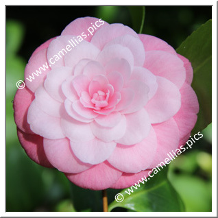 Camellia Japonica 'Sacco Vera'