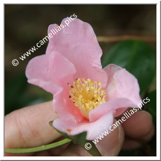 Camellia Sasanqua 'Sado'