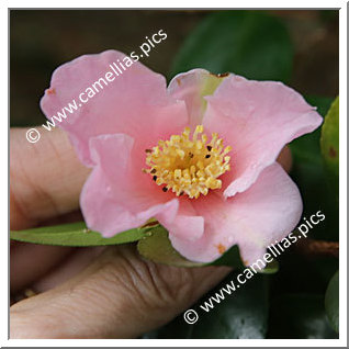 Camellia Sasanqua 'Sado'