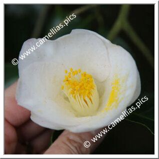 Camellia Japonica 'Saga-hatsuarashi'