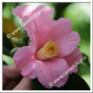 Camellia Wabisuke 'Sagami-wabisuke'