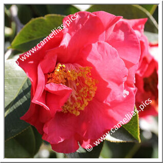 Camellia Reticulata 'Saimudan'