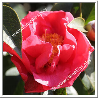 Camellia Reticulata 'Saimudan'
