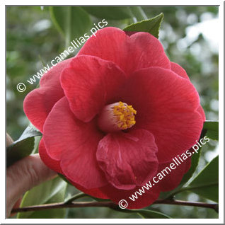 Camellia Japonica 'Saint Philibert'