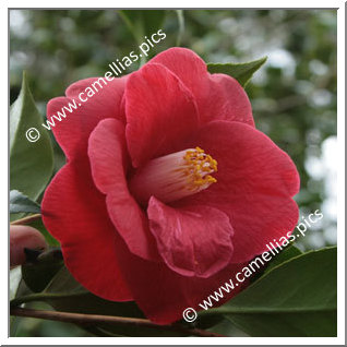 Camellia Japonica 'Saint Philibert'