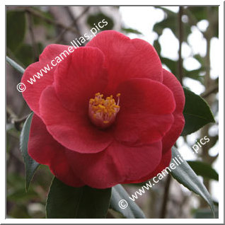 Camellia Japonica 'Saint Philibert'