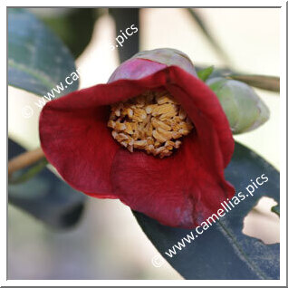 Camellia Japonica 'Sakazukiba'