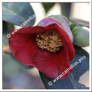 Camellia Japonica 'Sakazukiba'