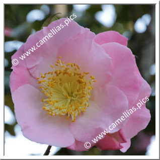 Camellia Camellia Japonica de Higo 'Sakura-tsukasa'
