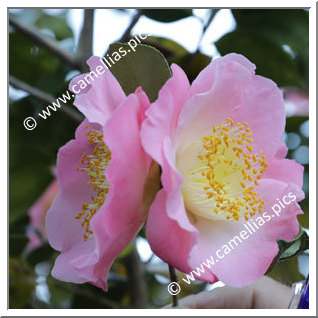 Camellia Higo Camellias 'Sakura-tsukasa'