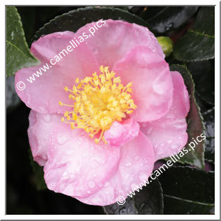 Camellia Sasanqua 'Sakura-zukuyo'