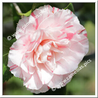 Camellia Japonica 'Sakuraba-genji'