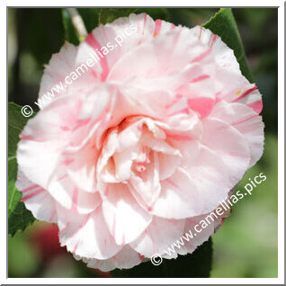 Camellia Japonica 'Sakuraba-genji'