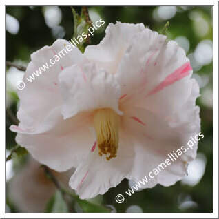 Camellia Japonica 'Sakuraba-tsubaki'