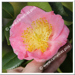 Camellia Higo Camellias 'Sakuragari'