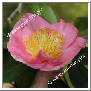 Camellia Higo Camellias 'Sakuragari'