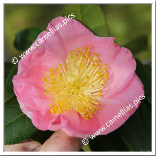 Camellia Higo Camellias 'Sakuragari'