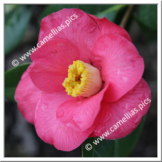 Camellia Hybrid 'Salab'