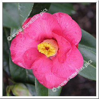 Camellia Hybride 'Salab'