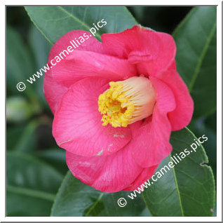 Camellia Hybrid 'Salab'