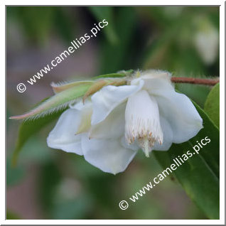 Camellia Botanique C. salicifolia 