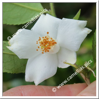 Camellia Botanique 'C. salicifolia '