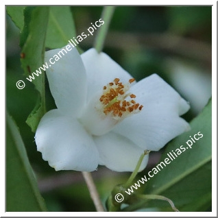 Camellia Botanique C. salicifolia 