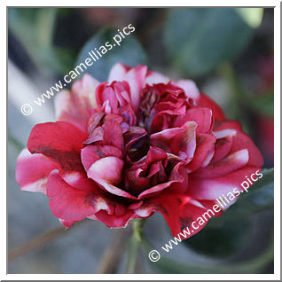 Camellia Japonica 'Marchioness of Salisbury'