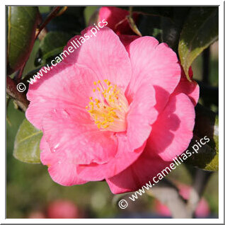 Camellia Japonica 'Sally'