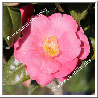 Camellia Japonica 'Sally'