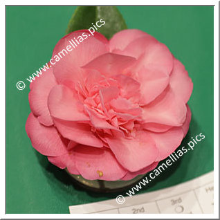 Camellia Hybrid C.x williamsii 'Sally J. Savage'