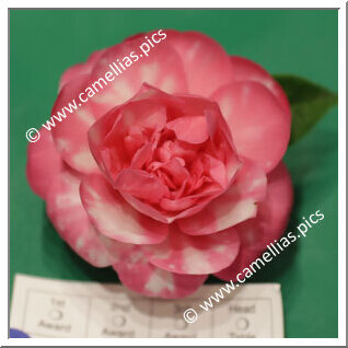 'Sally J. Savage Variegated'