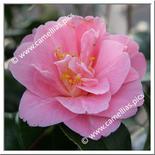 Camellia Japonica 'Salmon Beauty'