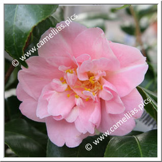 Camellia Japonica 'Salmon Beauty'