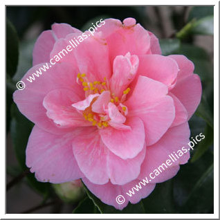 Camellia Japonica 'Salmon Beauty'