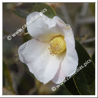 Camellia Botanique 'C. saluenensis'