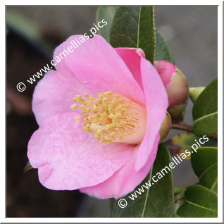 Camellia Botanique 'C. saluenensis'