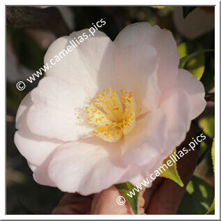 Camellia Hybride 'Salutation'