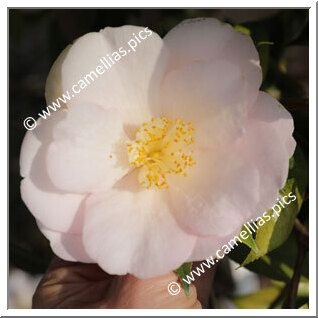 Camellia Hybride 'Salutation'