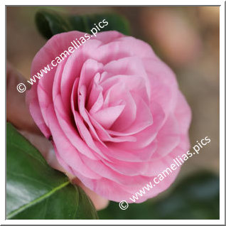 Camellia Japonica 'Contessa Samailoff'