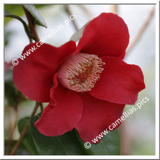 Camellia Japonica 'Samtglut'