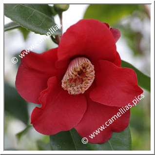 Camellia Japonica 'Samtglut'