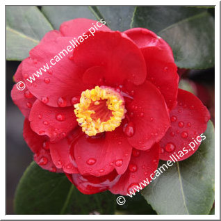 Camellia Japonica 'San Dimas'