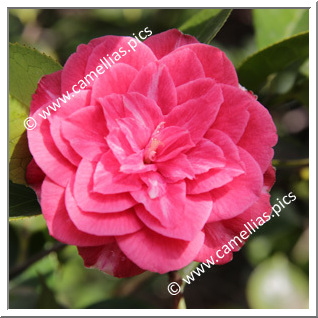 Camellia Japonica 'Bella di San Gignese'