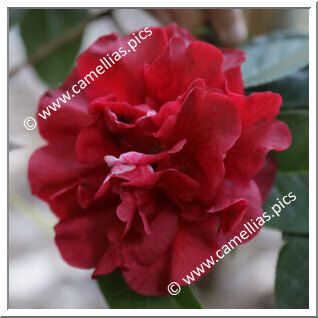 Camellia Reticulata 'San Marino'
