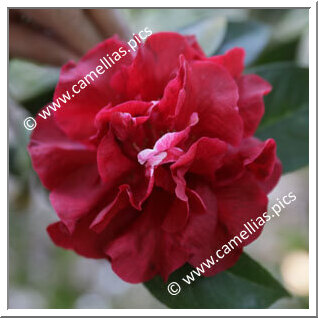 Camellia Reticulata 'San Marino'