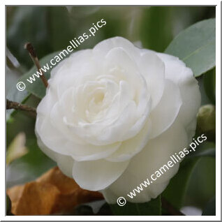 Camellia Japonica 'Sangalli'