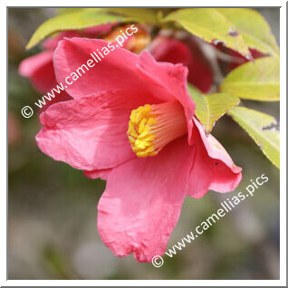 Camellia Hybride C.reticulata 'Sangokaku'