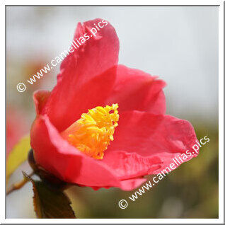 Camellia Hybride C.reticulata 'Sangokaku'